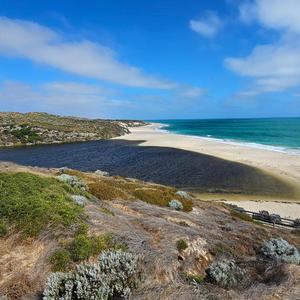 surrender (acapella)