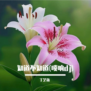 知道不知道(唢呐dj)