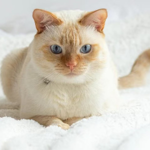 爱你但说不出口（男声版）