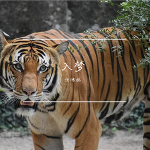 挽不回的青春 伴奏