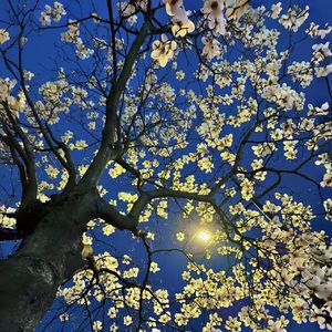 莫祁-整曲 伴奏