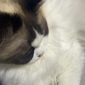 新鸳鸯蝴蝶梦.wav