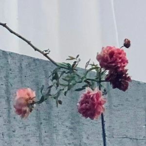 illusory dream（虚幻的梦）