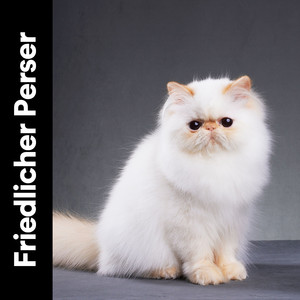 Unbesorgt Katze