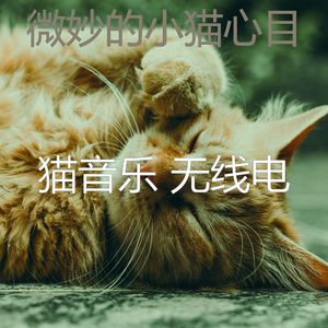 抚慰的睡猫回忆