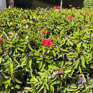 החוקים של ראובן חזן