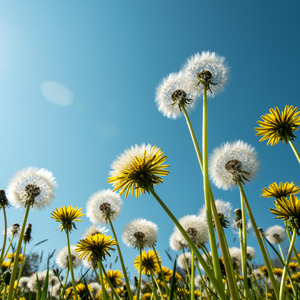 蒲公英（たんぽぽ）