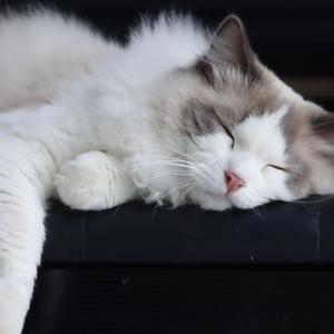 面具男cover贾逸可