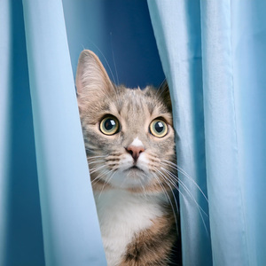 Latidos Ronroneantes