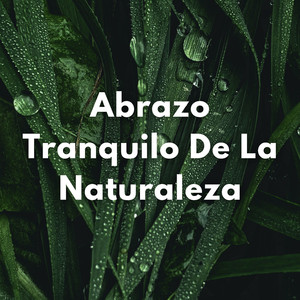 Susurros De Armonía Al Anochecer