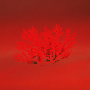Corals