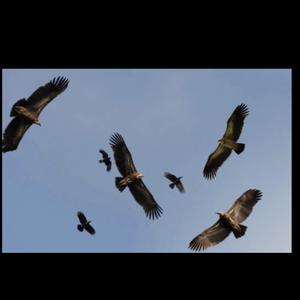 Vultures