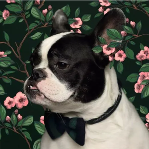 袍修罗兰-水-20221017