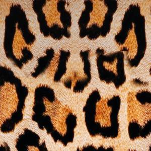 Versailles（feat.y2qy)