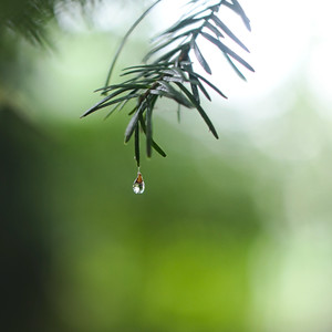 森林下雨聲