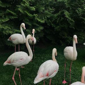 Havana-I Lost You（VaSka / 黎轩 / 品味 / CaSsie remix）