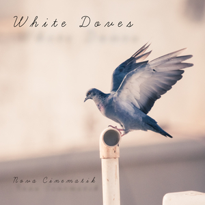White Doves