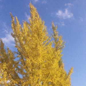 世间美好与你环环相扣