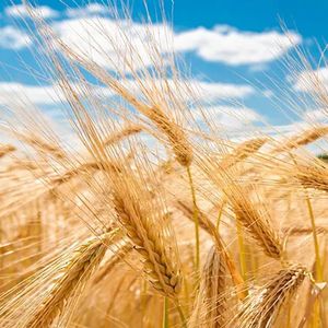 眼泪于谁去凭吊