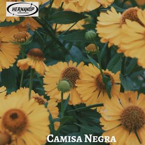 Camisa Negra