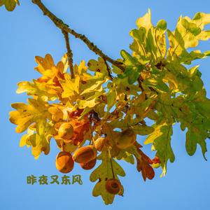 红酥手 (古筝曲)