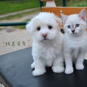 纯真童年 (狗舍音乐)