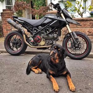 好好狗（Prod by Genetikk）