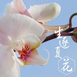 生逐夏花（翻自 绯村柯北/夜子）