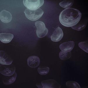 Icaro (feat. sonno.)