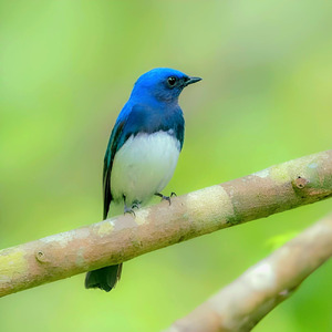 Burung Tledekan Laut