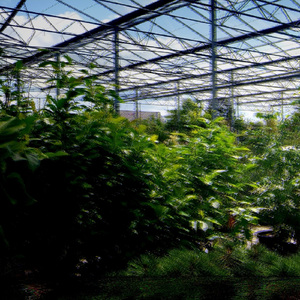 ｂｕｄｇｅｔｐｌａｎｔ ²