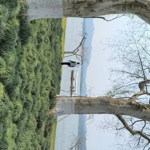 《无人赴约的盛宴》散装李白-思念-民谣 (1)