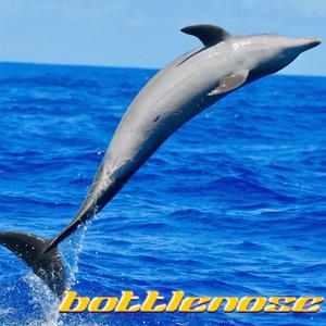 Bottlenose