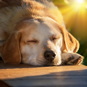 Energía Silenciosa Para Perros