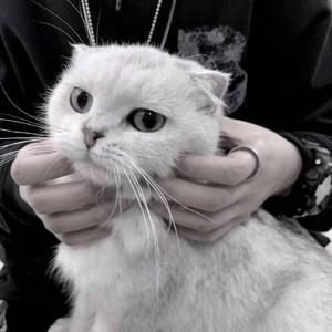 少爷 原唱：沈以诚（翻自 沈以诚）