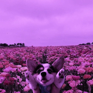 MAX-Blueberry Eyes (remⅰⅹ)（MAX / SUGA / 恩赐 / 普通听众_i remix）