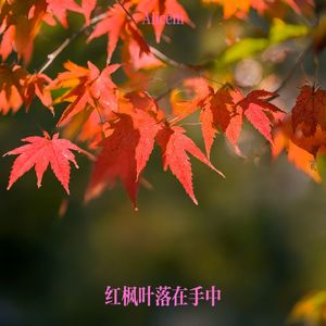 红枫叶