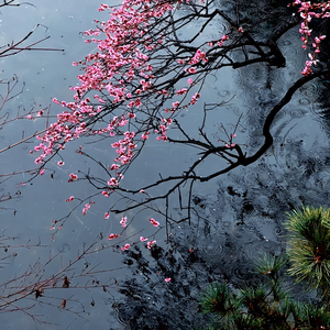 天若有情（残情渡）
