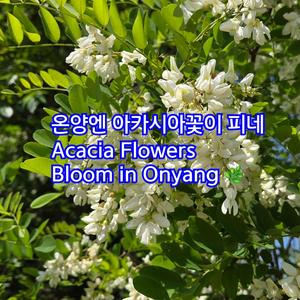 온양엔 아카시아꽃이 피네 /Acacia Flowers Bloom in Onyang