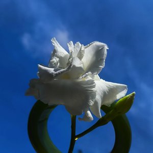 Mujer De Jade Imperial
