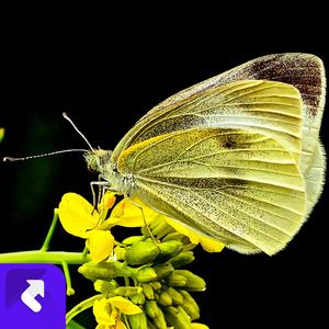 《山里的山歌》小石头_