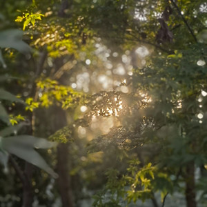 玫瑰与向日葵(covered by star)