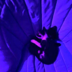 Cephalopod Suite mvt I (Dream of the Octopus)
