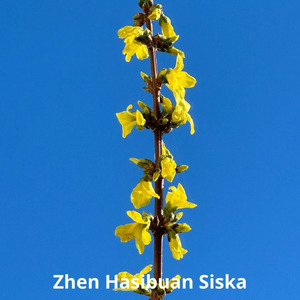 Ephondra Keeper of Echoes