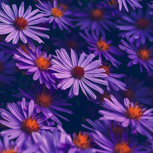 化けの花 (cover.音街ウナ)