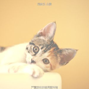 精彩可爱猫咪环境