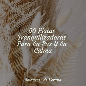 Piezas rotas sueños destrozados