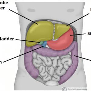 liver