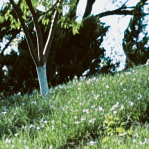 ベテルギウス(Cover)