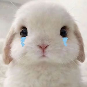 兔兔兔(Prod.Siren & 494in & EVO MUSIC)